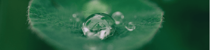 NRL Recruitment - image - image of water drop on leaf 